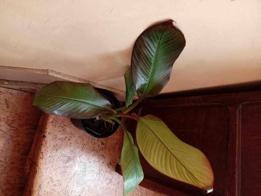 Bananier maureli, Jardin & Terrasse, Enlèvement, Hiver