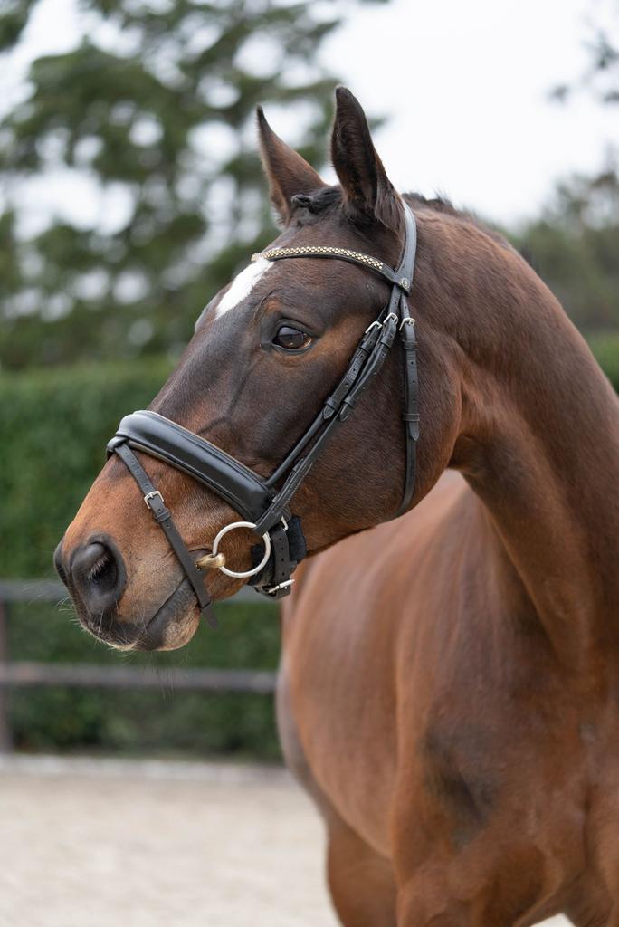 Betrouwbare 17 jarige ruin, Dieren en Toebehoren, Paarden, Ruin, Z, 165 tot 170 cm, 11 jaar of ouder, Recreatiepaard, Met stamboom