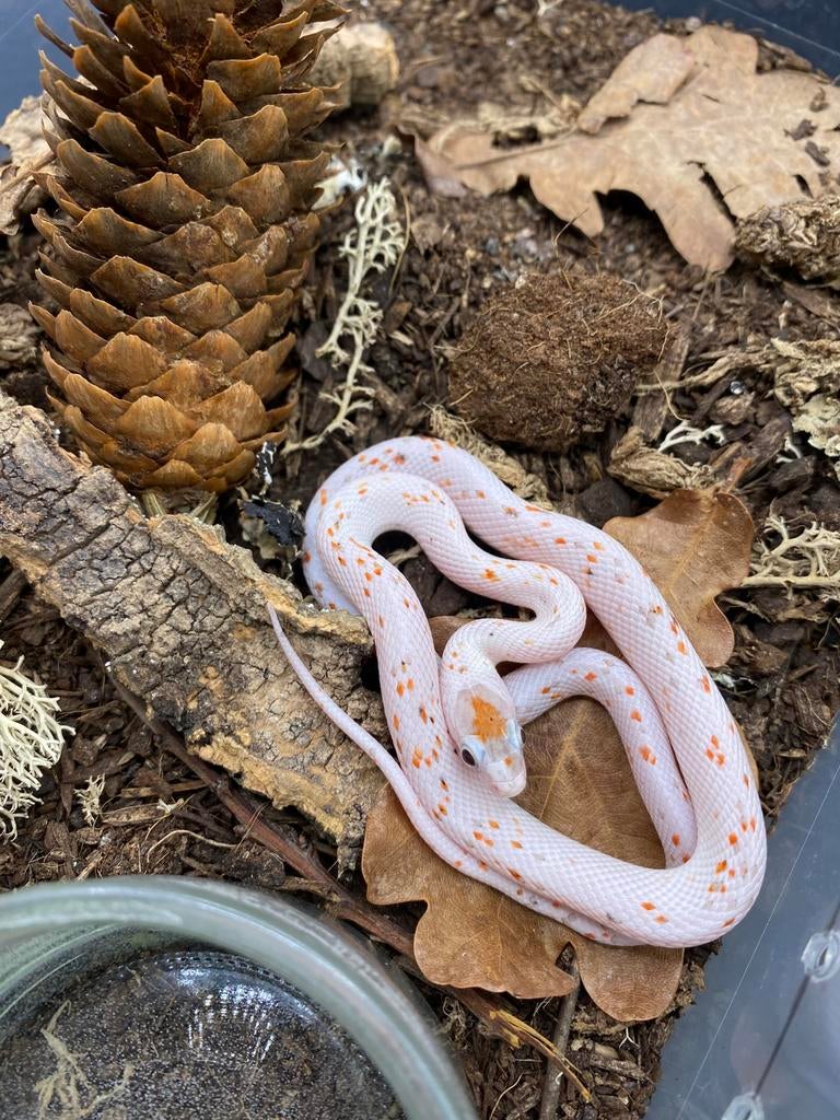 Palmetto Pantherophis guttatus /serpent des blés / cornsnake, Animaux & Accessoires, Serpent