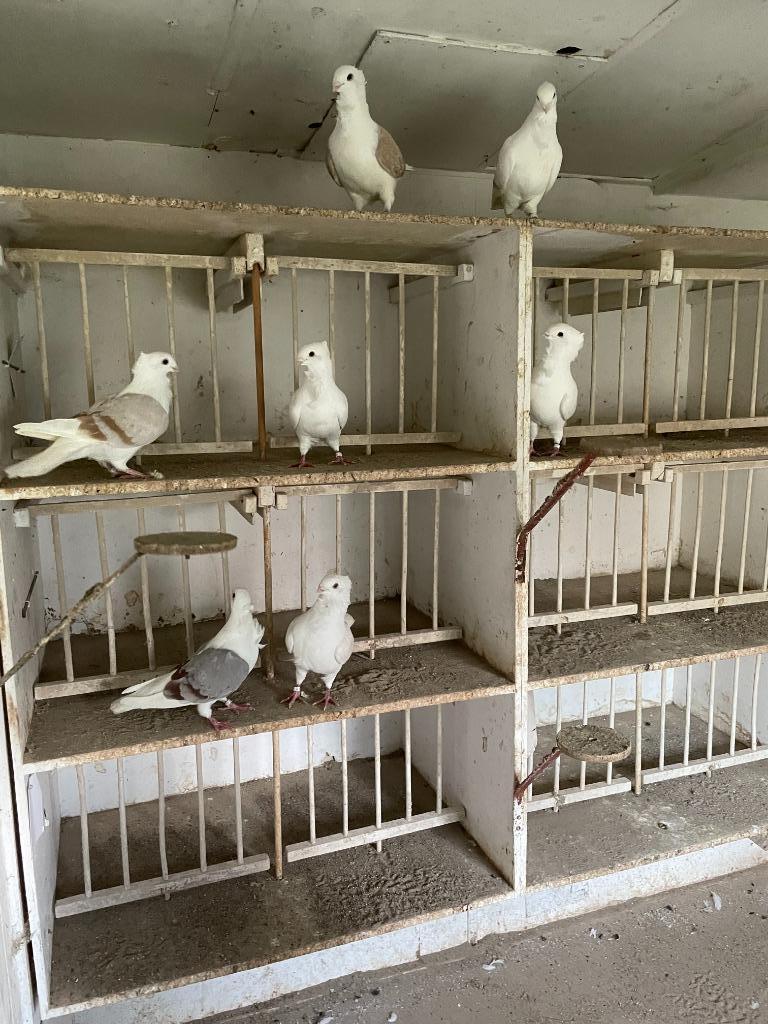 vlaanderse smierel, Meerdere dieren, Overige soorten