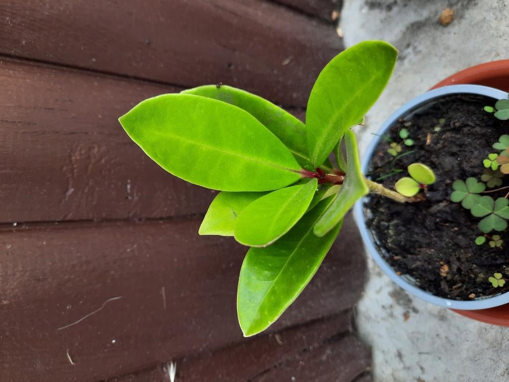 Stekje skimmia, Ophalen, Vaste plant, Halfschaduw