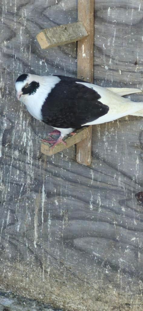 Mooi duiven te koop duiven