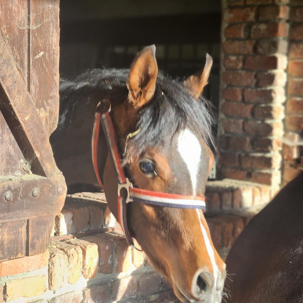 Jaarling veulens hengsten- handtam., Dieren en Toebehoren, Paarden