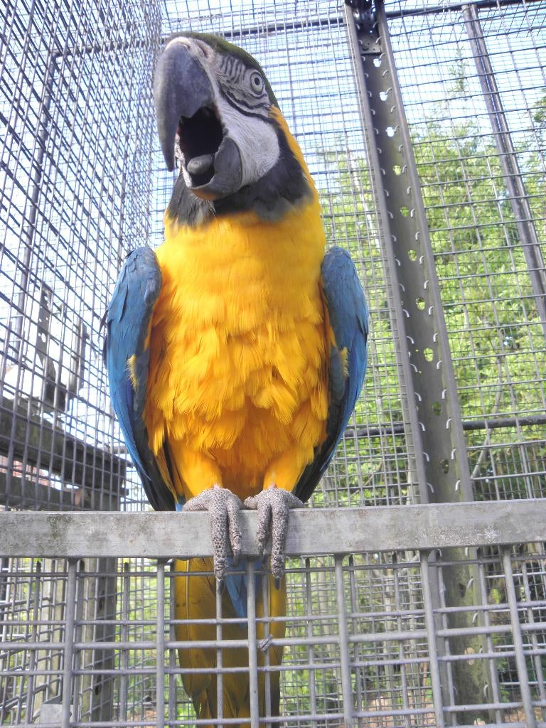 adopte ara, Plusieurs animaux, Perroquet, Bagué