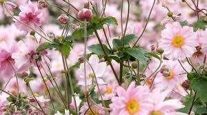 Anemone Konigin Charlotte, Ophalen, Halfschaduw