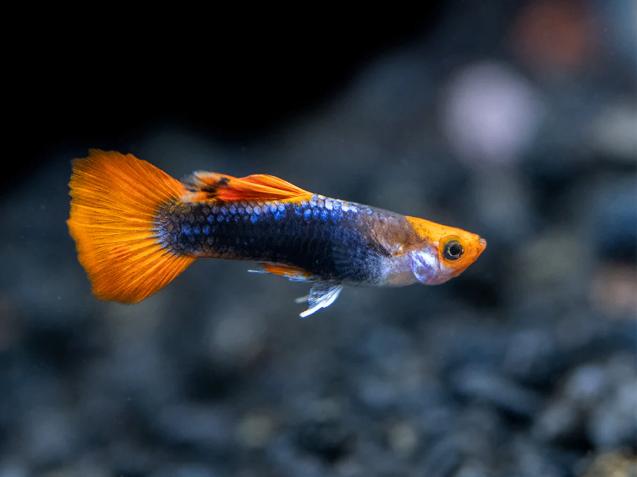 Brazil Tuxedo Redcap Guppy, Zoetwatervis
