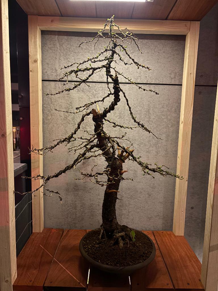 Larix-bonsai, Tuin en Terras, Overige soorten, Lente, Minder dan 100 cm, Ophalen