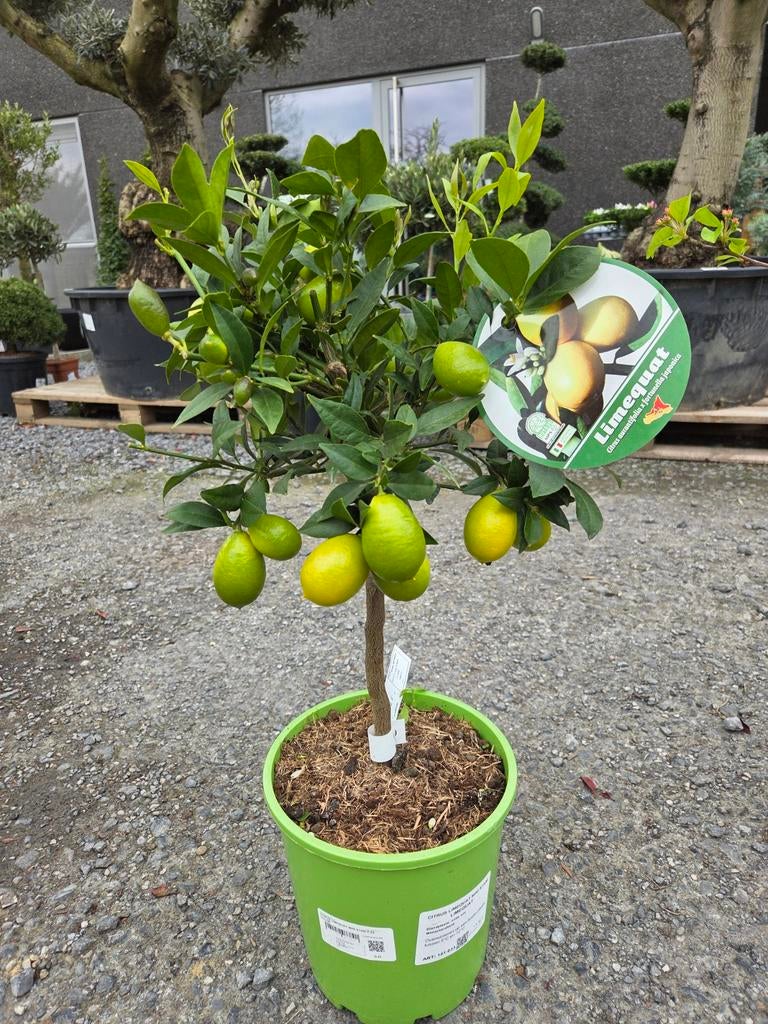Citrus Limequat, Ophalen