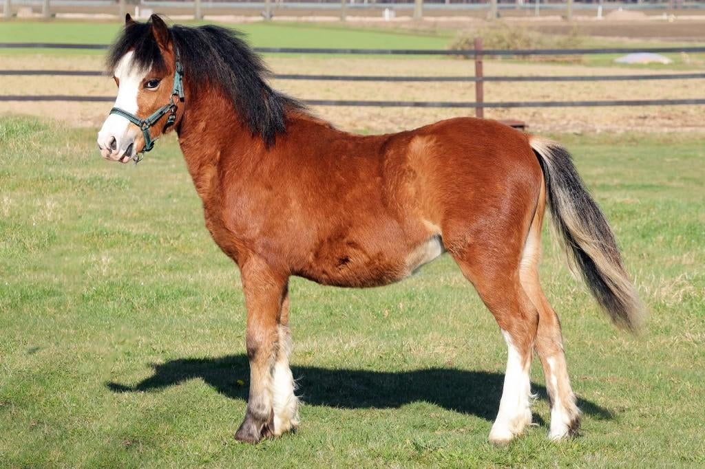 Welsh A jaarling hengst, Animaux & Accessoires, Poneys, Étalon, Non dressé, Poney A (jusqu'à 1.17 m), Poney de récréation, 0 à 2 ans