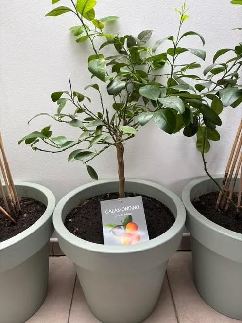 Calamondin citrusboompje in pot, Halfschaduw, Overige soorten, 100 tot 250 cm, Zomer