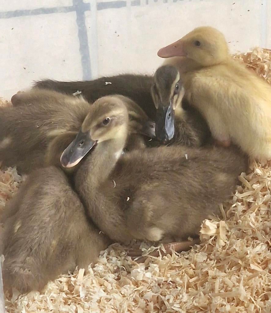 Indische loopeend kuikens 5/4/26, Dieren en Toebehoren, Pluimvee