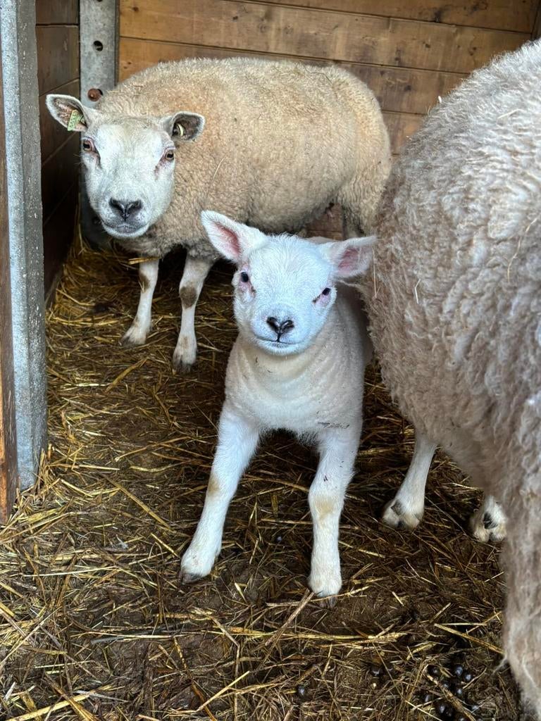 Texel ooi met stevig gebouwde ooilam, Vrouwelijk, Schaap, 0 tot 2 jaar