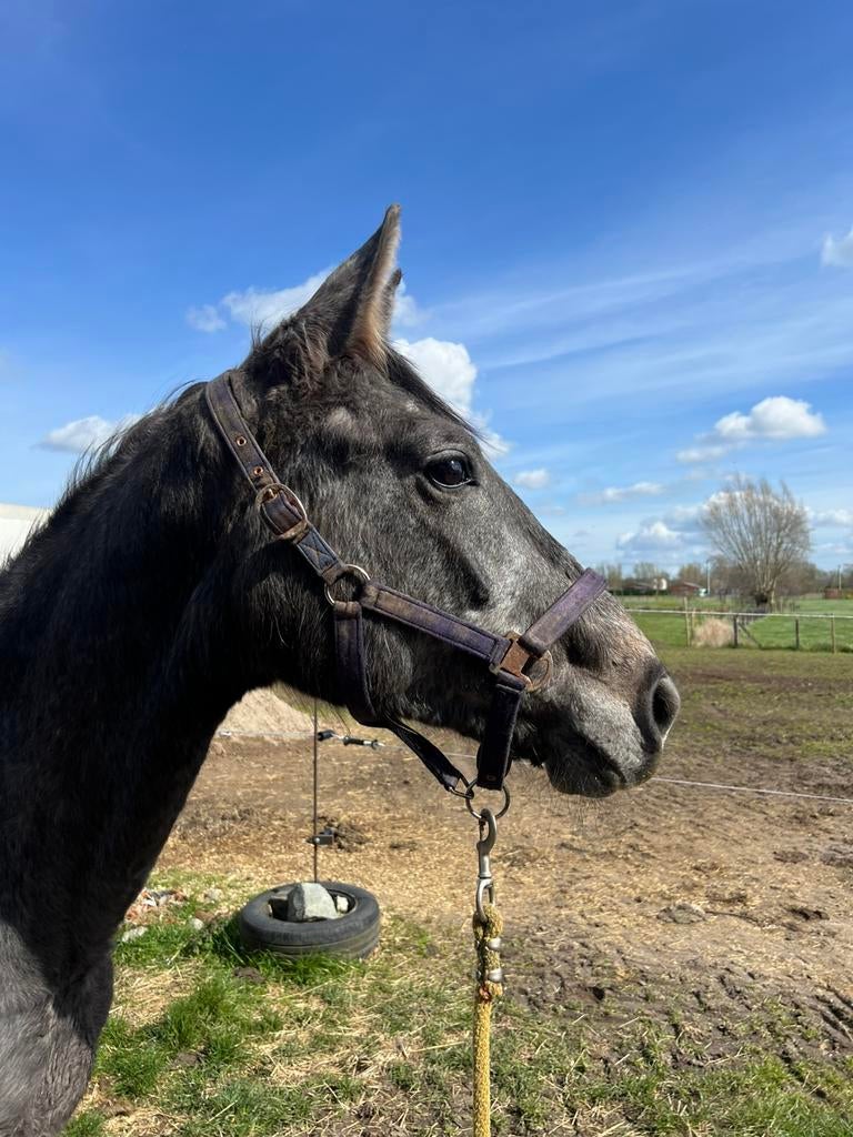 2 jarige bwp hengst, Dieren en Toebehoren, Paarden, Hengst