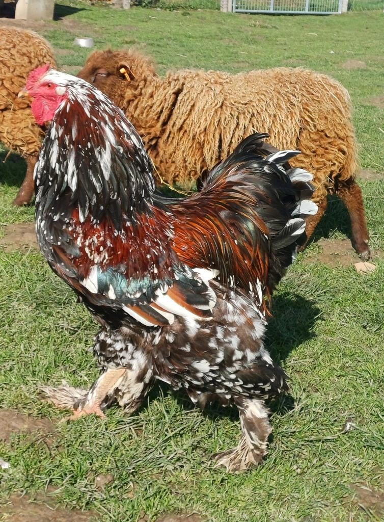 Brahma | Haan, Animaux & Accessoires, Mâle, Poule ou poulet