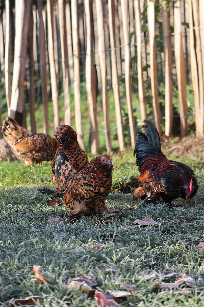 Oeufs fécondés de Barbu d’Uccle mille fleurs à vendre, Dieren en Toebehoren, Pluimvee, Kip, Meerdere dieren
