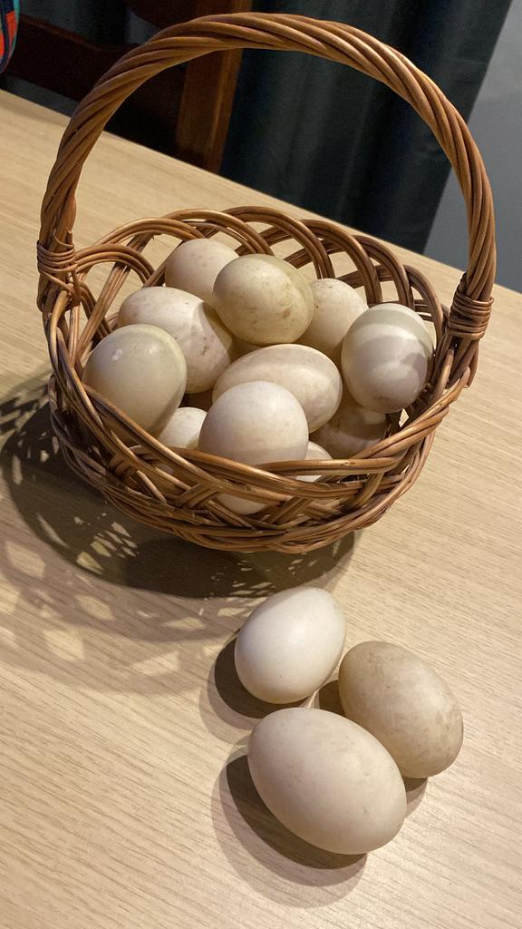 Verse eenden eieren, Dieren en Toebehoren