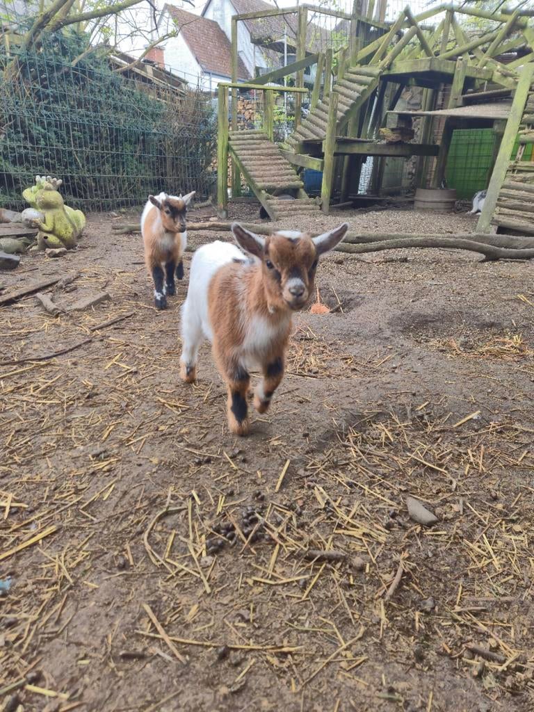 Dwerggeit mieke, Dieren en Toebehoren, Schapen, Geiten en Varkens