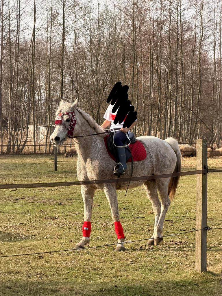 P rachtige witte Arabische merrie (16 jaar), Dieren en Toebehoren, Paarden, Merrie