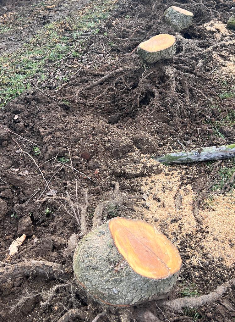 Gratis brandhout, Tuin en Terras, Ophalen