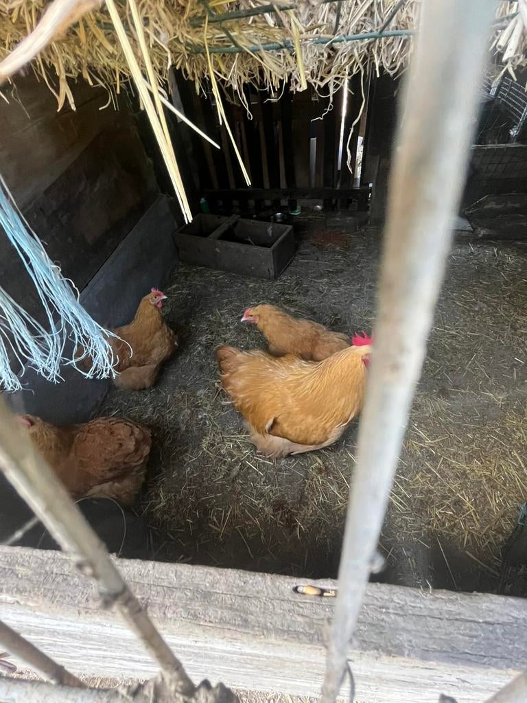 Orpiton buff kippen, Dieren en Toebehoren, Pluimvee