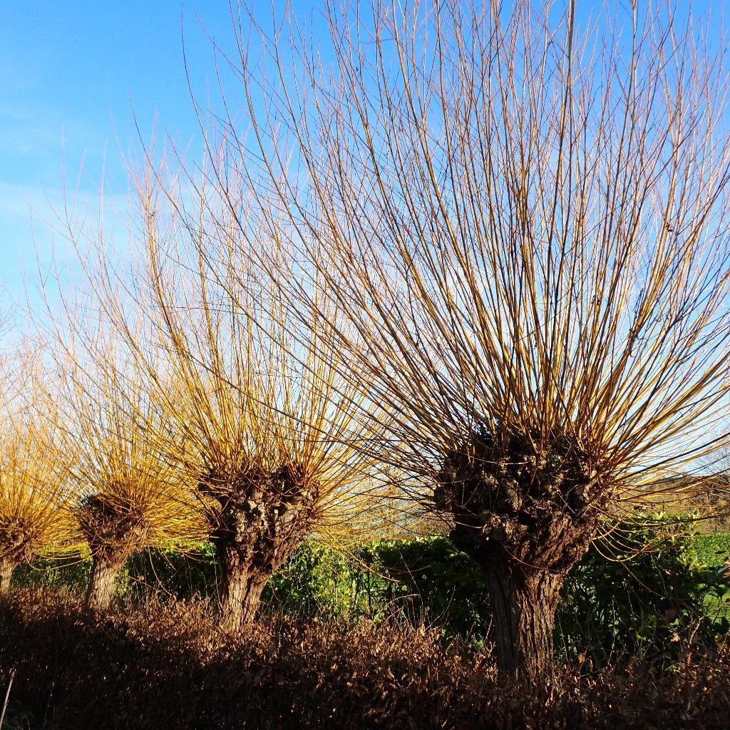 Snoeisel van gele wilg voor aanplant of vlechtwerk, Tuin en Terras, Planten | Bomen, Overige soorten, 100 tot 250 cm, Ophalen