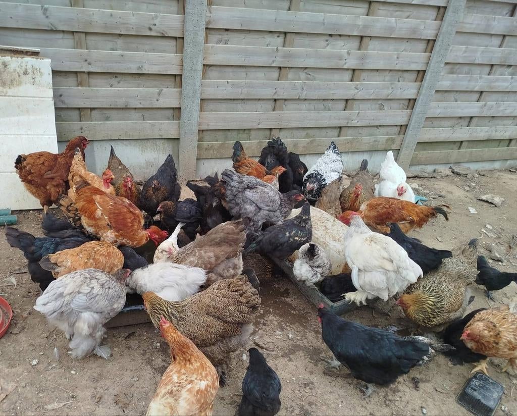 Verkoop van mix broedeieren, Dieren en Toebehoren, Pluimvee