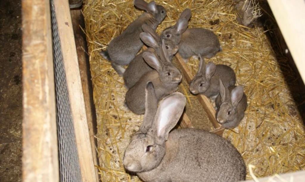 Vlaamse reuzen, Dieren en Toebehoren