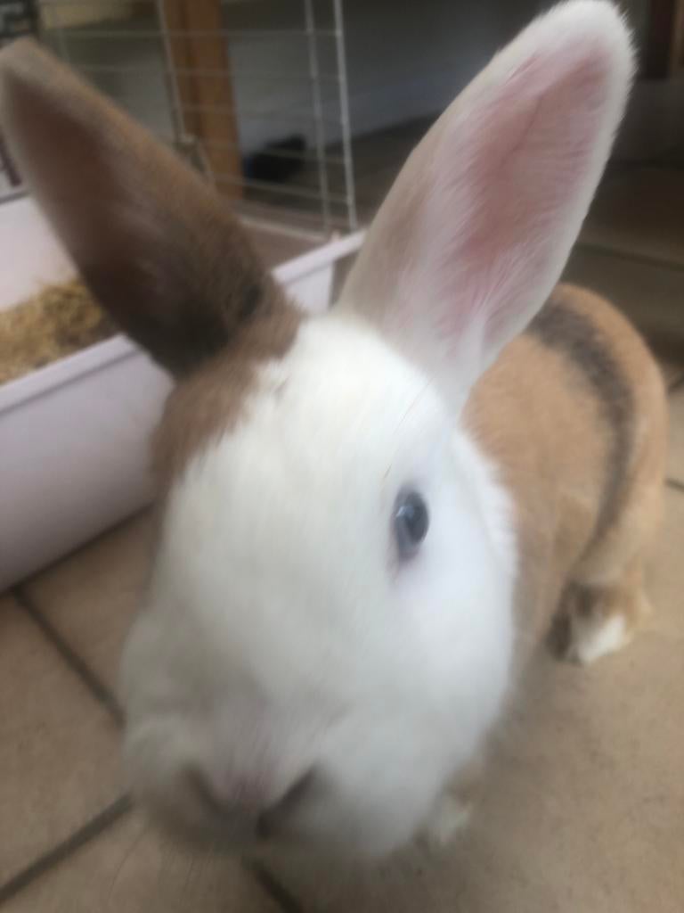 2 konijnen, Dieren en Toebehoren, Meerdere dieren, Klein, 0 tot 2 jaar