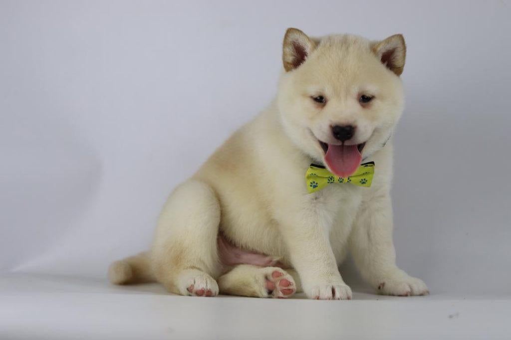 Crèmekleurige Shiba Inu meisjes te koop – 100 % Belgisch, Parvo, België, 8 tot 15 weken, Teef