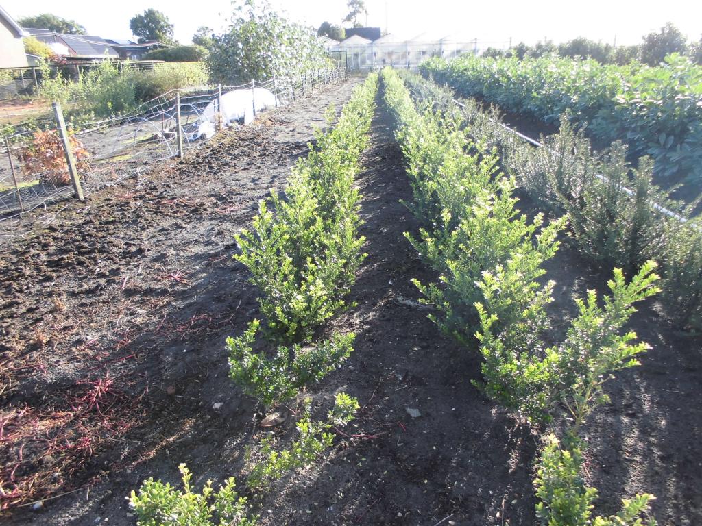 Ilex en Photinia {Promotie!!!}, Ophalen, Hulst, Struik, Minder dan 100 cm