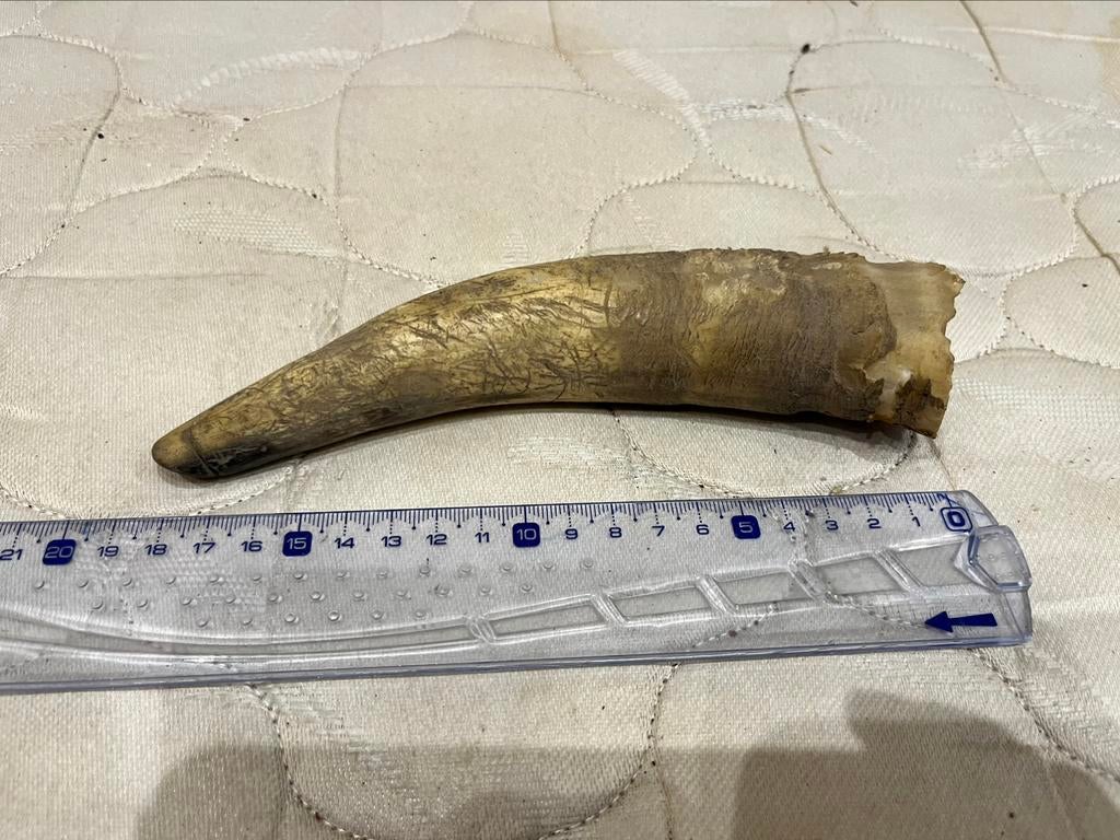 Corne de vache, Collections, Collections Animaux