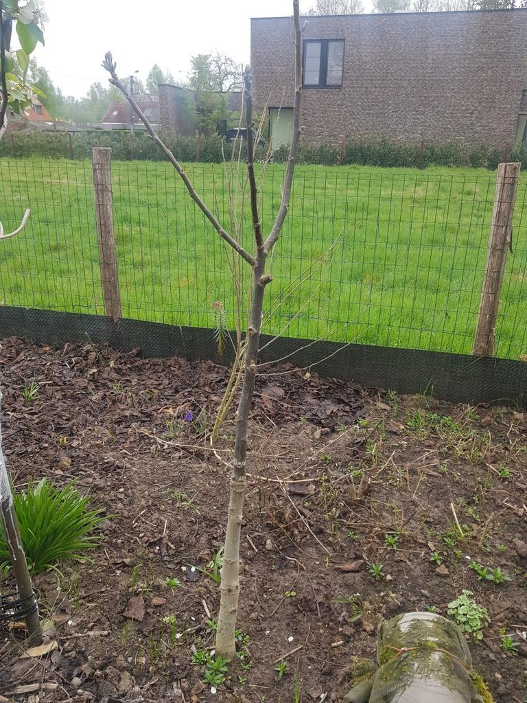 okkernoot, Tuin en Terras, Ophalen