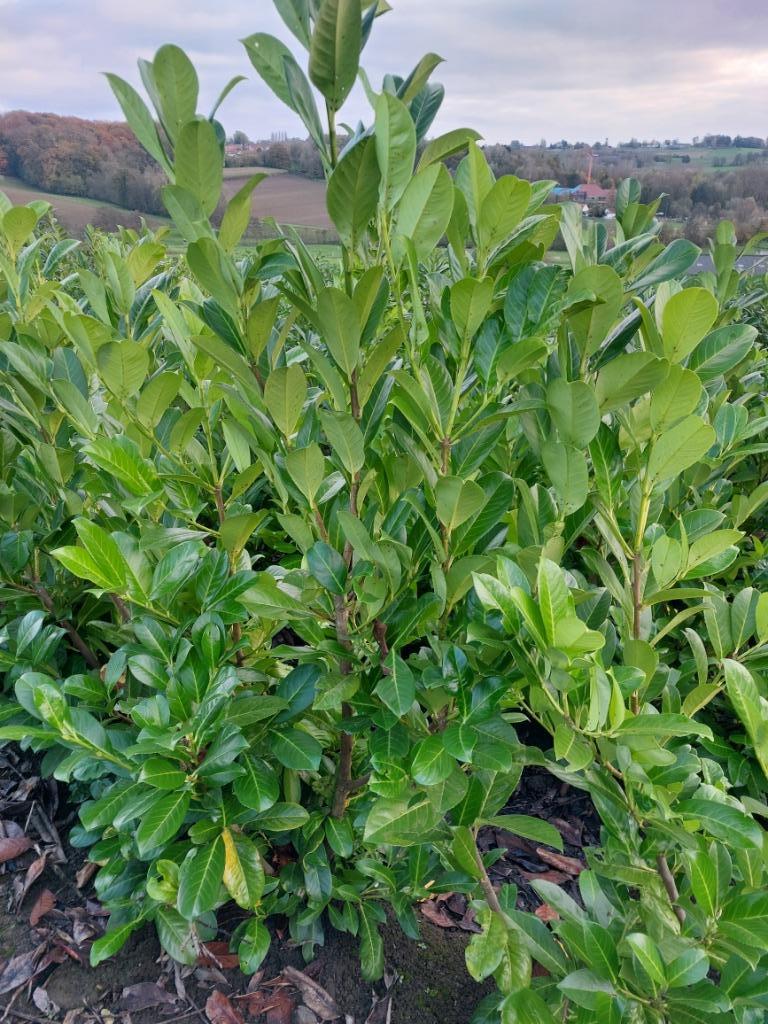 Plante de haie à feuilles persistantes Cherry Laurel (Laurel, Enlèvement, Laurier, Haie, 100 à 250 cm