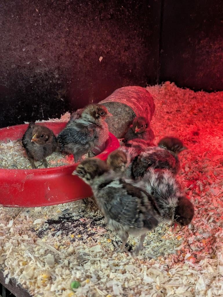 Goud Brakel en citroen brakel, Dieren en Toebehoren, Pluimvee