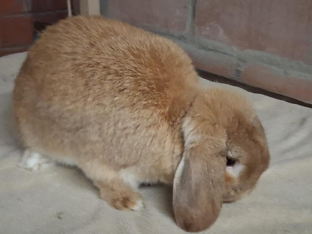 Dwerg hangoor konijntje,, Mâle, Nain, Oreilles tombantes, 0 à 2 ans