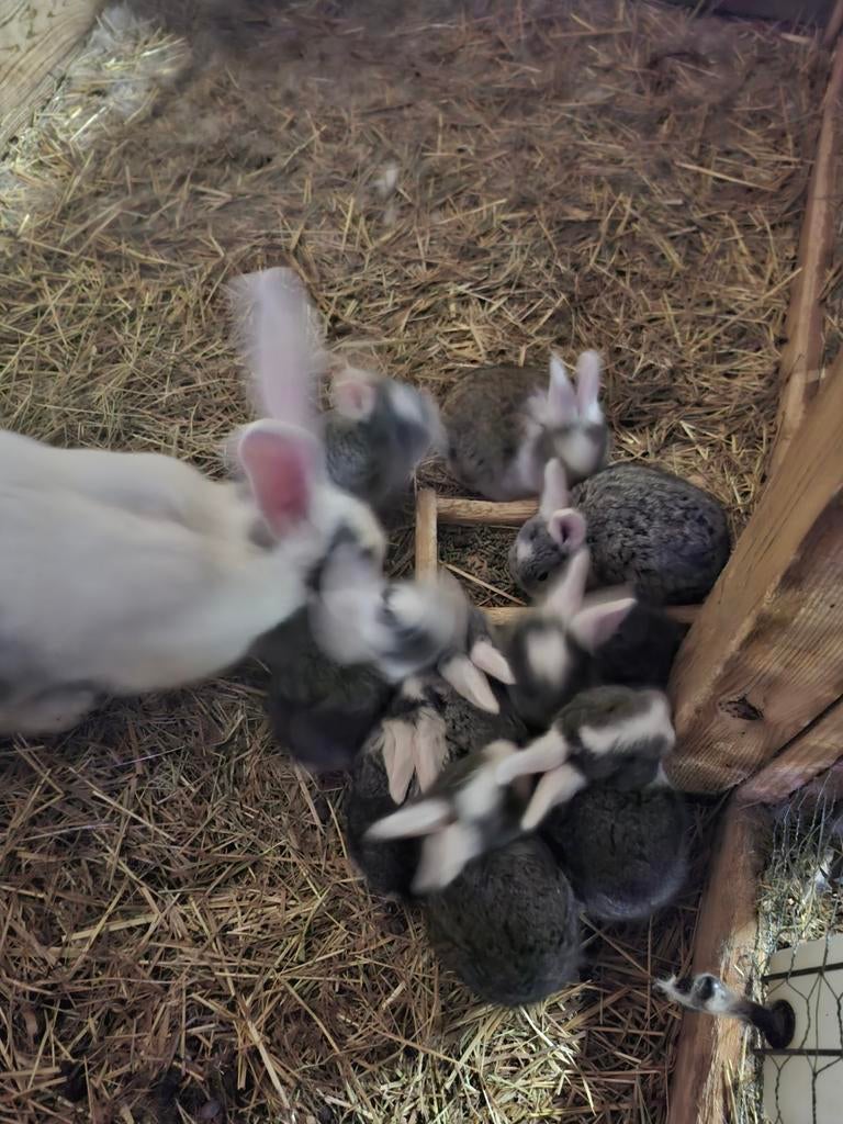Duitse reus, Dieren en Toebehoren, Konijnen, Geslacht onbekend, Groot