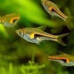 Hobbyaquarium Trigonostigma Hengeli – Kegelvlekbarbeel, Dieren en Toebehoren, Vissen | Aquariumvissen, Vis, Zoetwatervis, Schoolvis