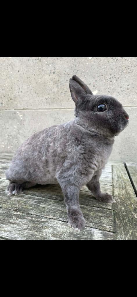 Femelle Lapin nain rex mature (je suis sur charleoi., Animaux & Accessoires, Femelle, Nain