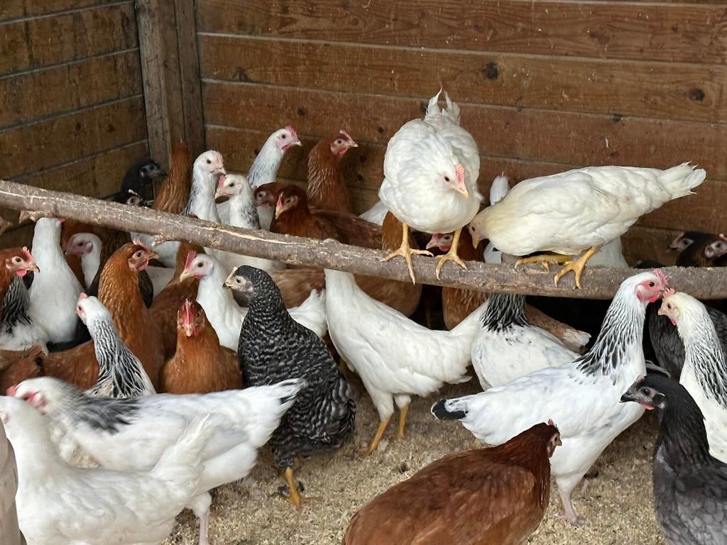 Legkippen en sierkippen vandaag 10-16uur, Dieren en Toebehoren, Pluimvee