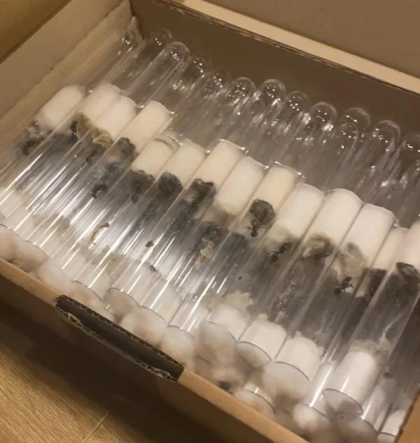Messor Barbarus mieren koninginnen in bulk, Mieren