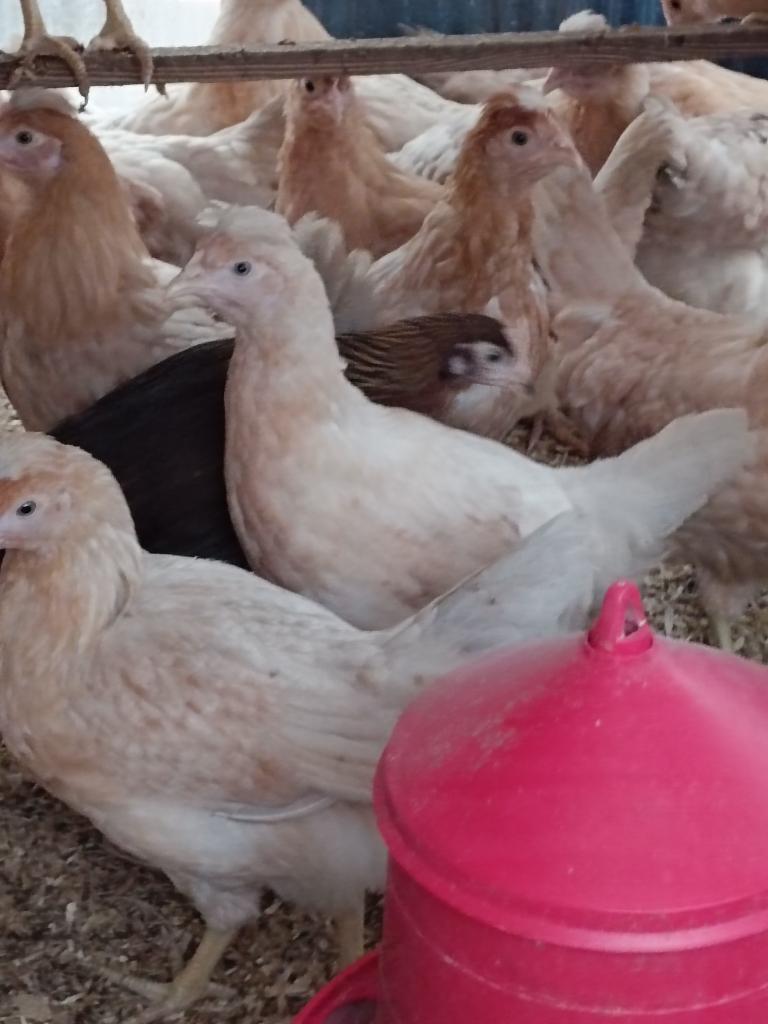 derniers poussins pour 5 mai 0499/082381, Animaux & Accessoires, Plusieurs animaux, Poule ou poulet