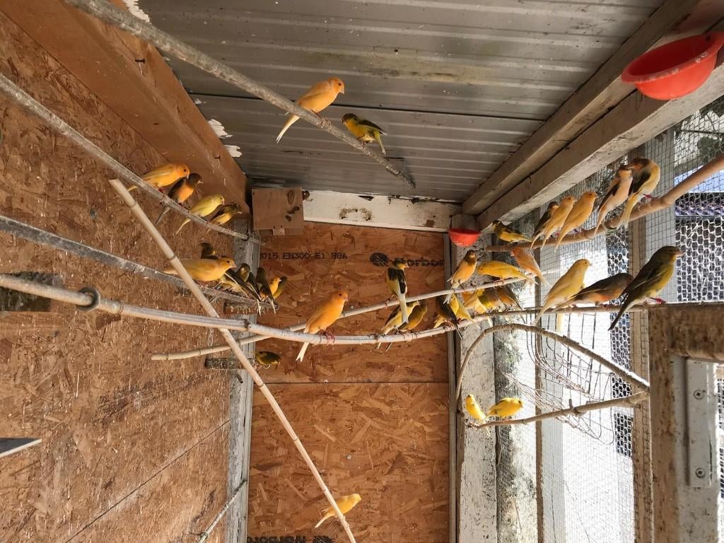 Kanaries, Dieren en Toebehoren, Kleurkanarie