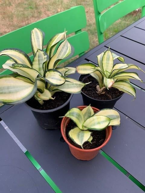 sanseveria scheuten met wortel, Enlèvement, En pot