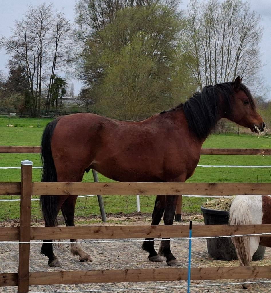 Arabisch volbloed, Dieren en Toebehoren, Hengst, Onbeleerd