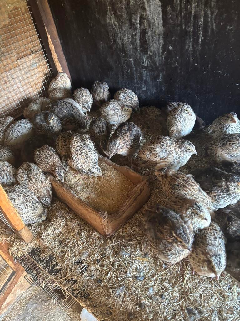 Jumbo kwartels, Plusieurs animaux, Autres espèces