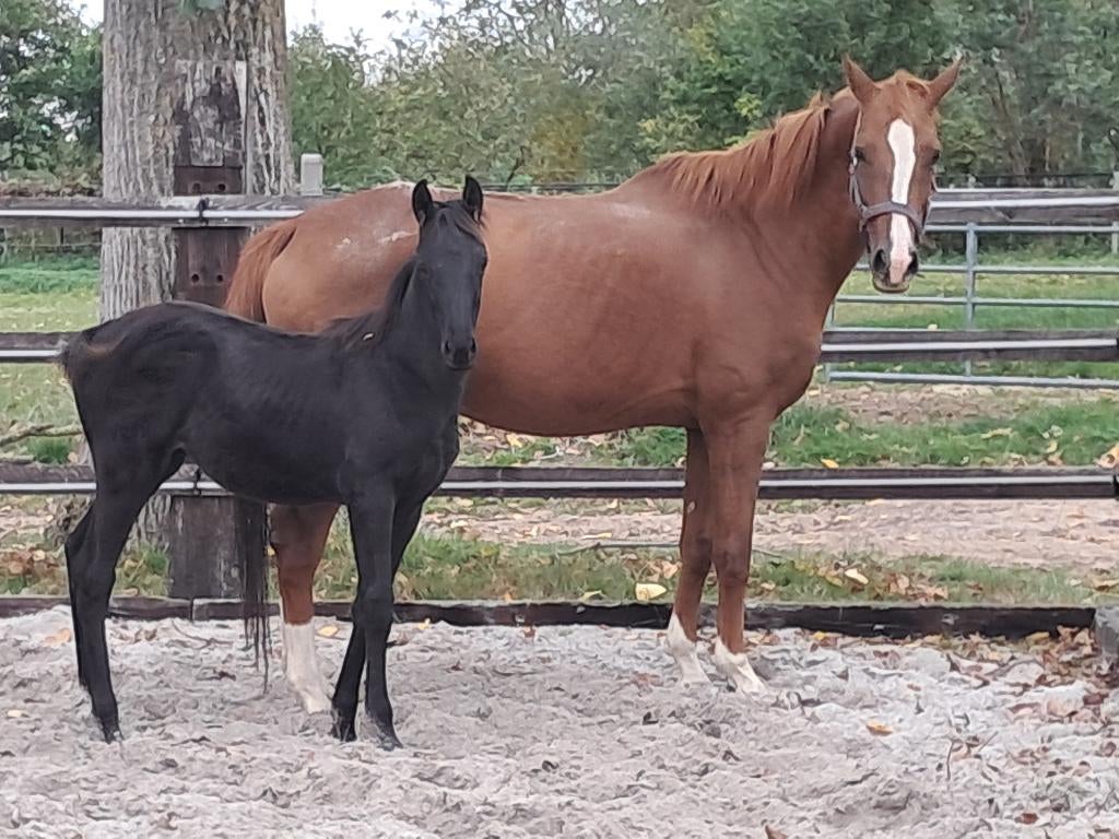 hengst uit de moederlijn van Painted Black, Dieren en Toebehoren, Met stamboom, Dressuurpaard, 0 tot 2 jaar, Hengst