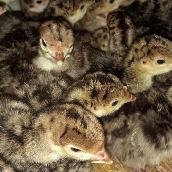Kalkoen kuikens bronze, Dieren en Toebehoren, Pluimvee, Kalkoen, Meerdere dieren