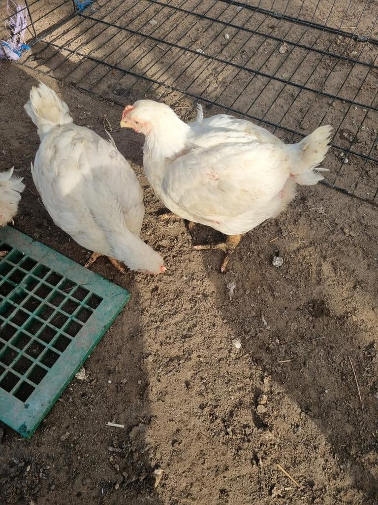 Hanen, haan, kip, slachthanen,slachtkippen, Dieren en Toebehoren, Pluimvee, Kip