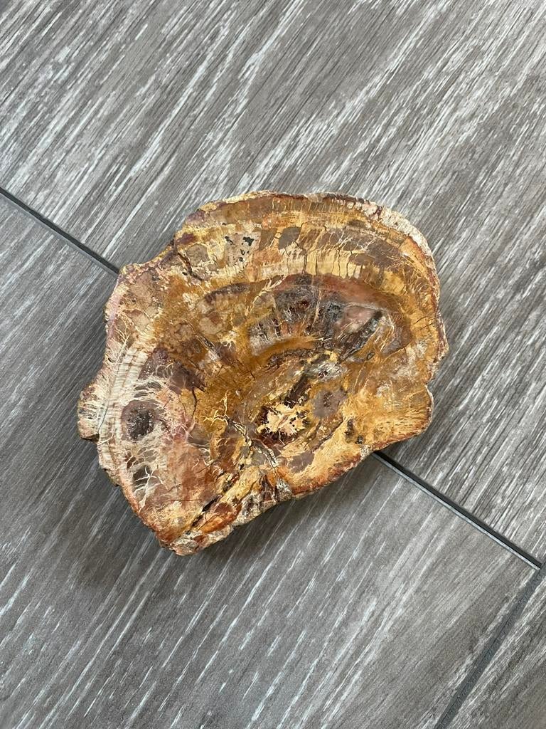 Versteend hout, Verzamelen, Mineralen en Fossielen, Ophalen of Verzenden, Fossiel