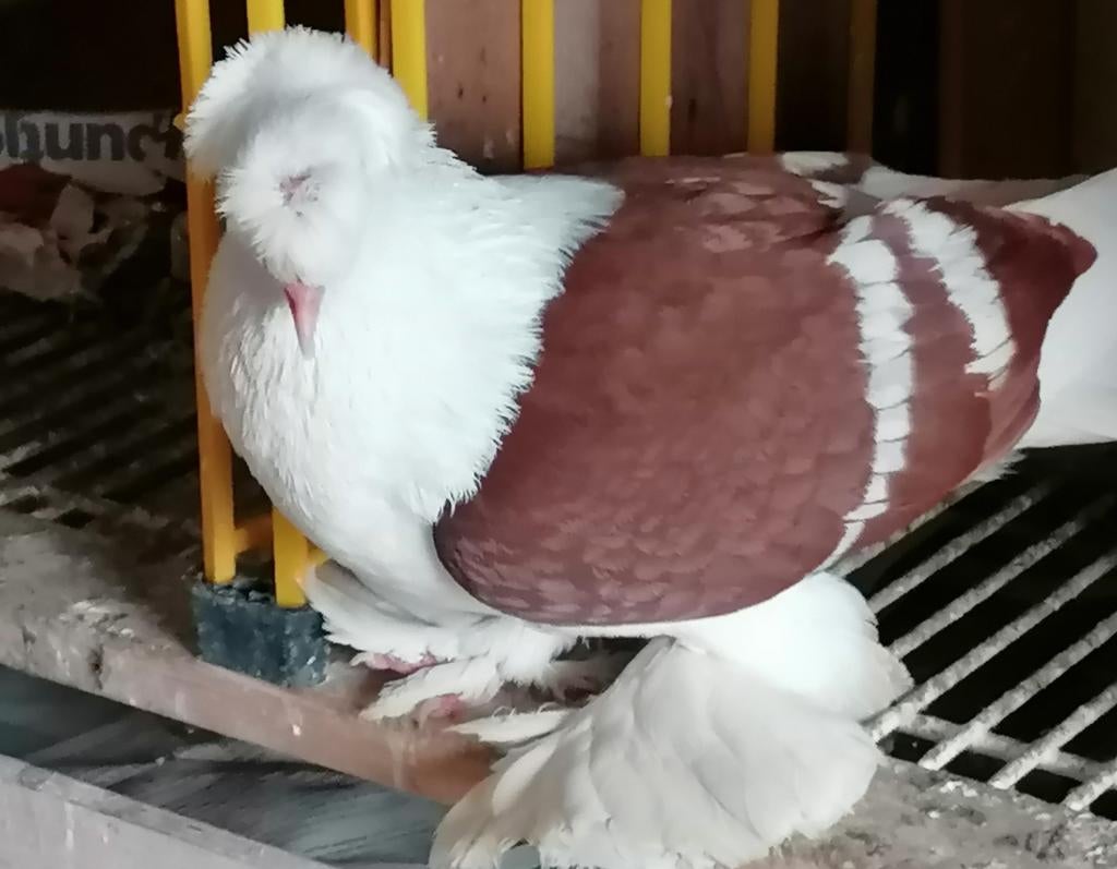 Saksische schildduiven